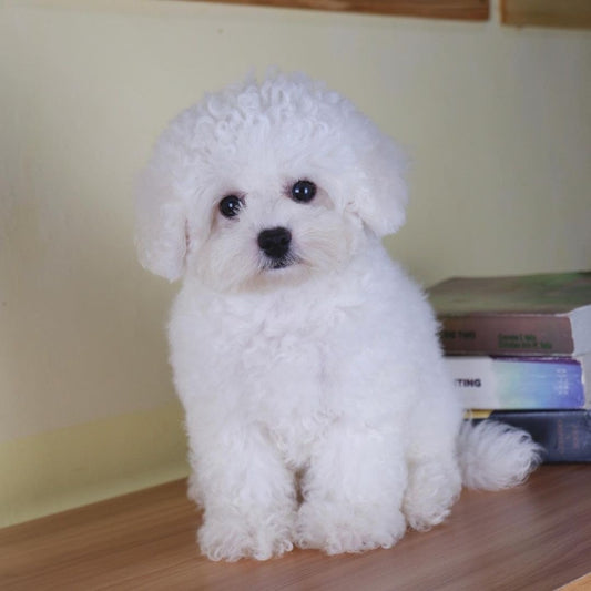 Teacup Maltese