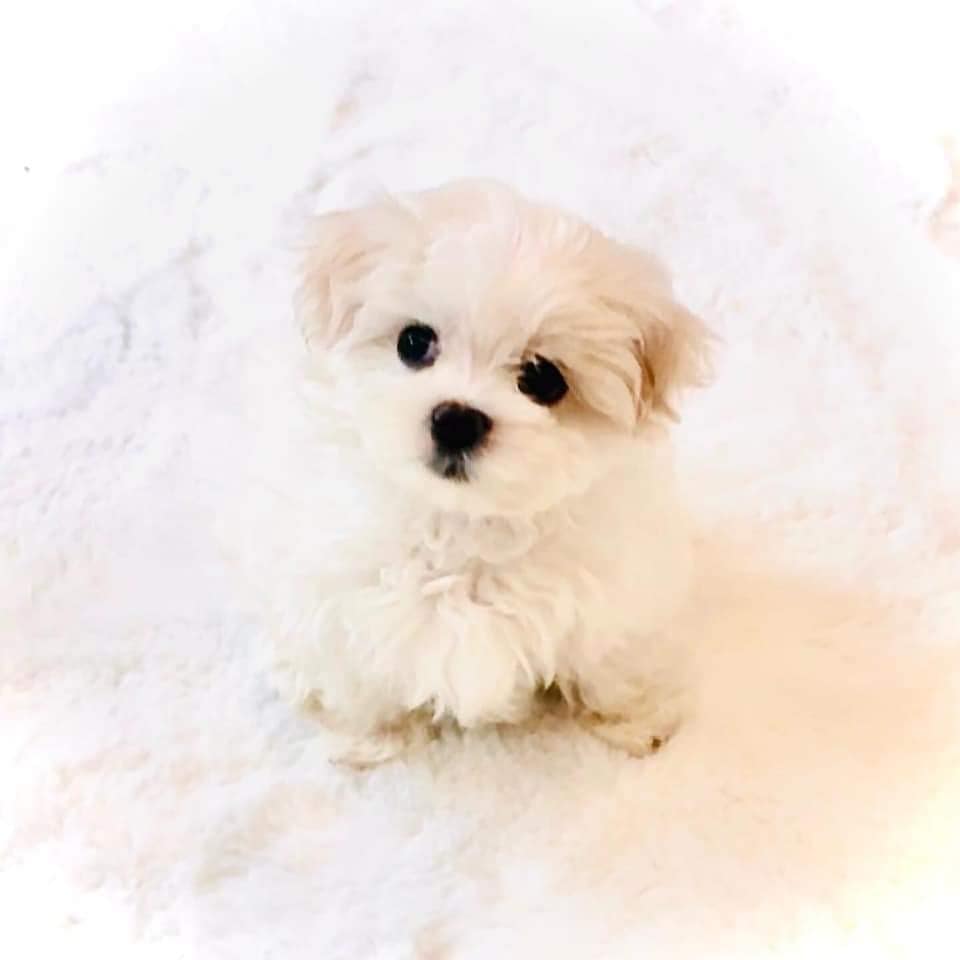 Teacup Maltipoo