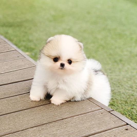 Teacup Pomeranian