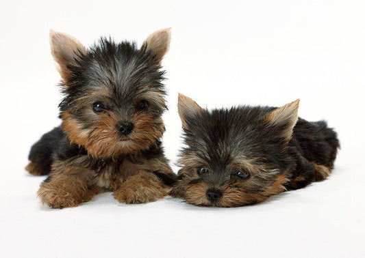 Teacup Yorkie